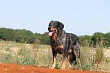 BEAUCERON 290